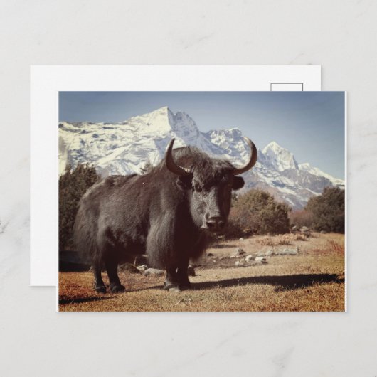ヤク ポストカード (正面/裏面)