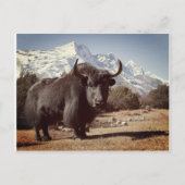 ヤク ポストカード (正面)