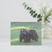 ヤク ポストカード (スタンド正面)