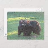 ヤク ポストカード (正面/裏面)