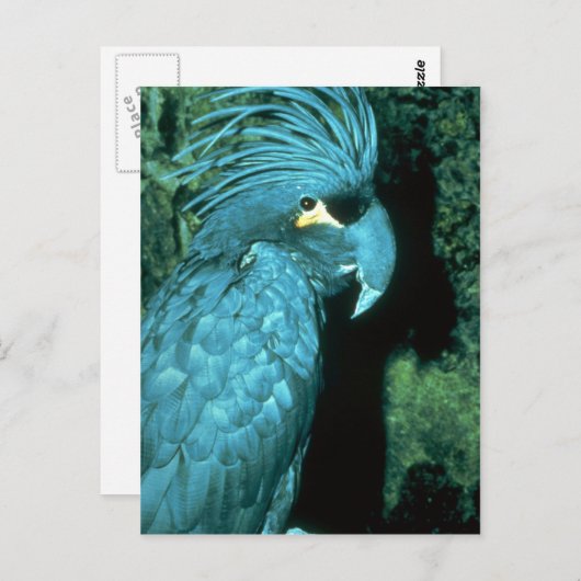 ヤシの実は頭が印象的だ ポストカード (正面/裏面)