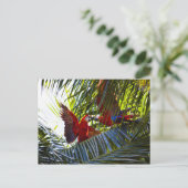 ヤシの木のパロッツ ポストカード (スタンド正面)