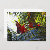 ヤシの木のパロッツ ポストカード (正面/裏面)