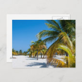 ヤシの木の海ビーチ ポストカード (正面/裏面)