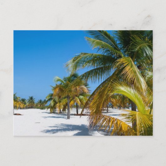 ヤシの木の海ビーチ ポストカード (正面)