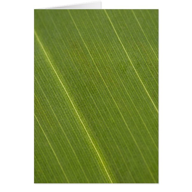 ヤシの木の葉 (正面)