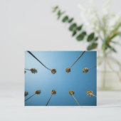 ヤシの木を見上げる（カリフォルニア州アルタデナ） ポストカード (スタンド正面)