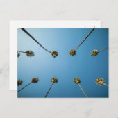 ヤシの木を見上げる（カリフォルニア州アルタデナ） ポストカード (正面/裏面)