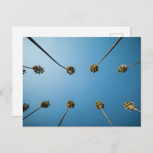 ヤシの木を見上げる(カリフォルニア州アルタデナ) ポストカード (正面/裏面)