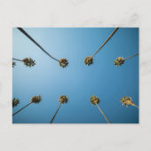 ヤシの木を見上げる(カリフォルニア州アルタデナ) ポストカード (正面)