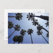ヤシの木カリフォルニアサンタ・バーバラ ポストカード (正面/裏面)