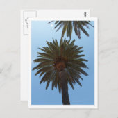 ヤシの木 ポストカード (正面/裏面)