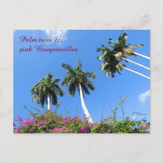 ヤシの木Bougainvilleaの茂みフロリダポストカード ポストカード (正面)