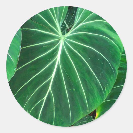 ヤシの葉の熱帯の葉のジャングルの葉 ラウンドシール (正面)