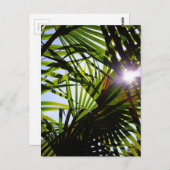 ヤシの葉 ポストカード (正面/裏面)