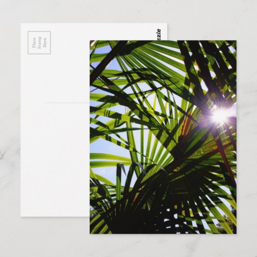 ヤシの葉 ポストカード (正面/裏面)
