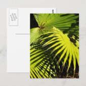 ヤシの葉 ポストカード (正面/裏面)