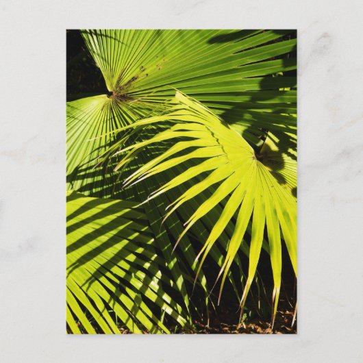 ヤシの葉 ポストカード (正面)