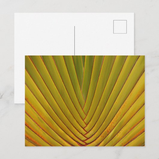 ヤシの葉 ポストカード (正面/裏面)