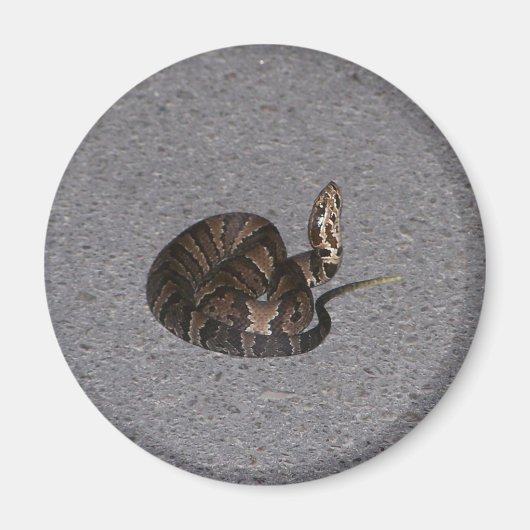 ヤシーブンコットンムスネーク マグネット (正面)