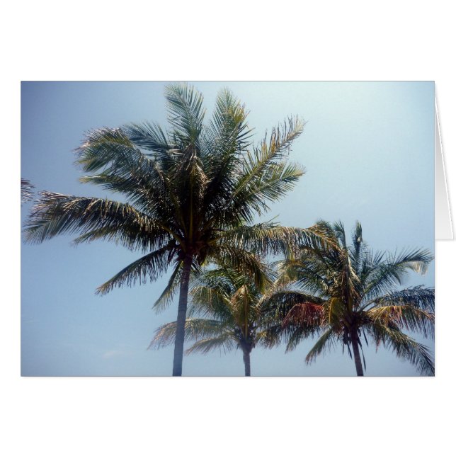 ヤシ木 (正面横)