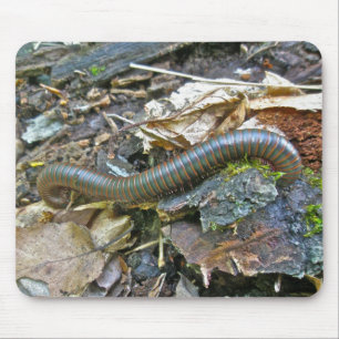 ヤスデ(americanus Narceus)のマウスパッド マウスパッド