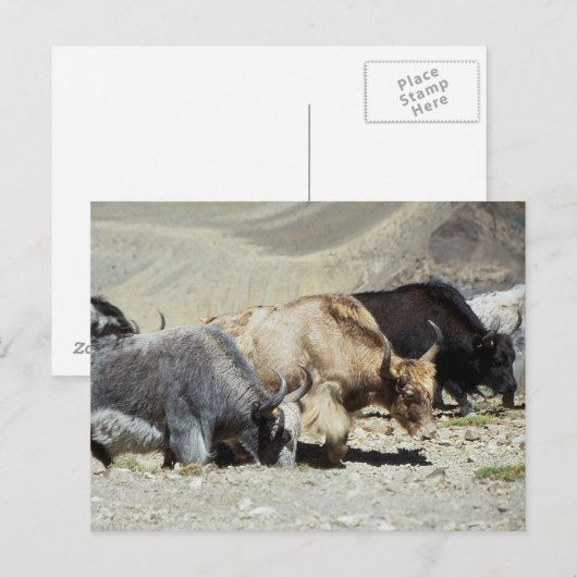 ヤックス ポストカード (正面/裏面)