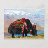 ヤックボスグルニエンズアムドロックレイクチベット近く ポストカード (正面)