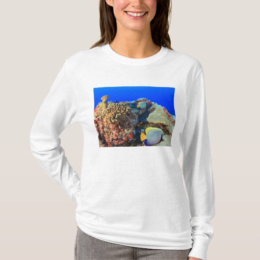 ヤッコダイ(Pygoplites diacanthus) Tシャツ (正面)