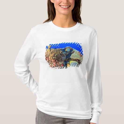 ヤッコダイ(Pygoplites diacanthus) Tシャツ (正面)