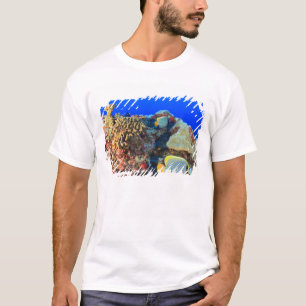 ヤッコダイ(Pygoplites diacanthus) Tシャツ