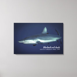 ヤップミクロネシアのグレーリーフシャーク キャンバスプリント