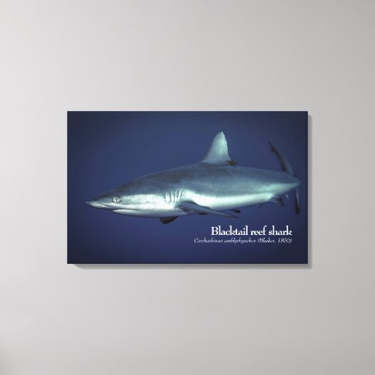 ヤップミクロネシアのグレーリーフシャーク キャンバスプリント (正面)