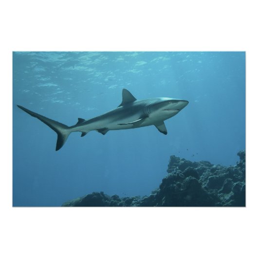 ヤップ島のサンゴ礁にあるグレーリーフシャーク | ポスター (正面)