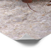 ヤツガニ ポスター (角)