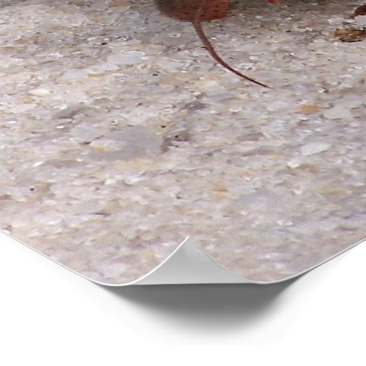 ヤツガニ ポスター (角)