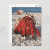 ヤツガニ ポストカード (正面/裏面)