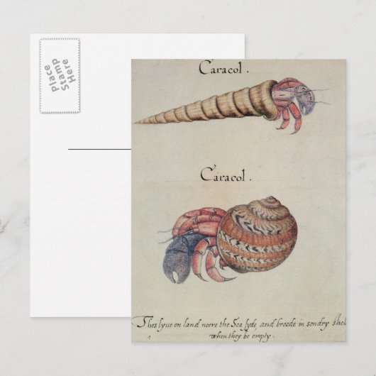 ヤツガニ ポストカード (正面/裏面)