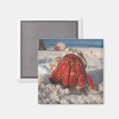 ヤツガニ マグネット (正面/裏面)