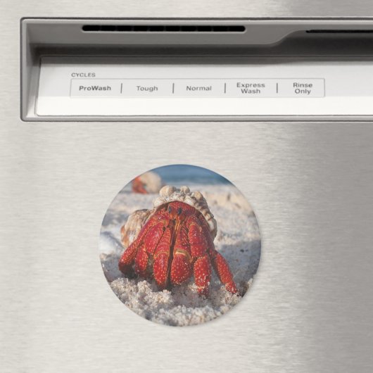 ヤツガニ マグネット (インサイチュ (食洗機))