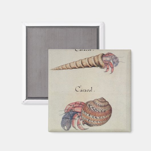 ヤツガニ マグネット (正面/裏面)