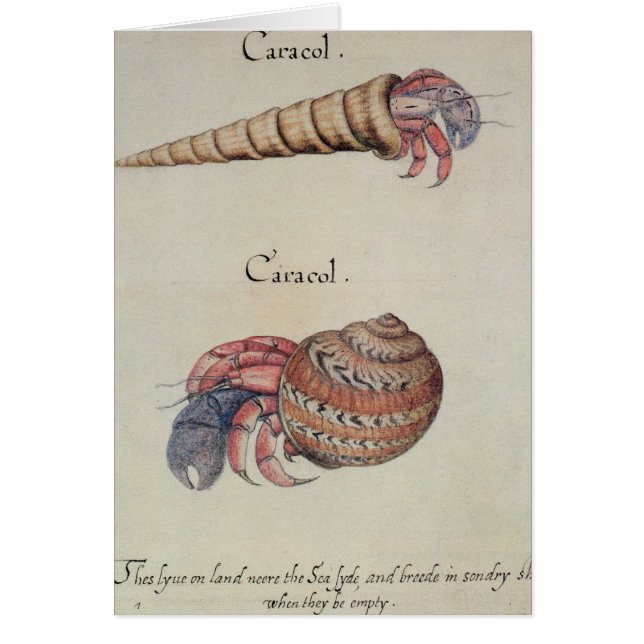 ヤドカリ (正面)