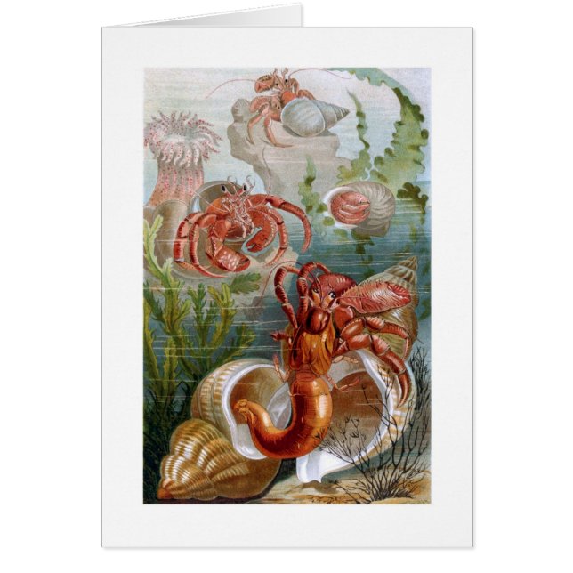 ヤドカリ (正面)