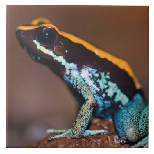 ヤドクガエル科のカエル、シタムナハヤドクガエル タイル (正面)