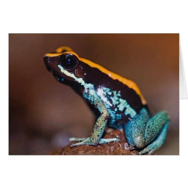 ヤドクガエル科のカエル、Phyllobates vittatus (正面横)