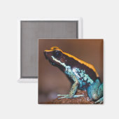 ヤドクガエル科のカエル、Phyllobates vittatus マグネット (正面/裏面)