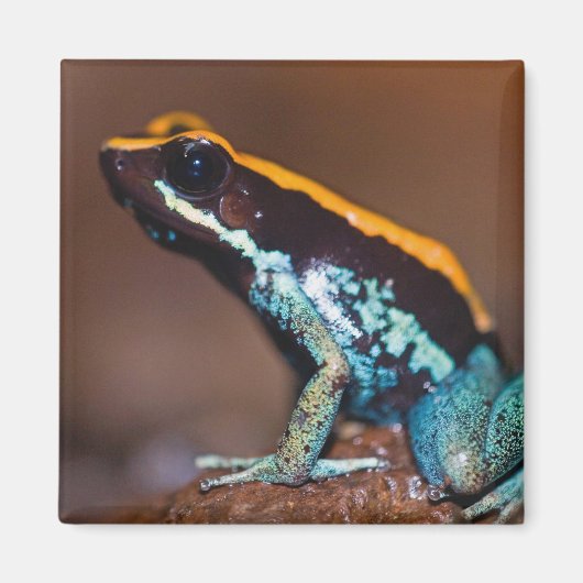 ヤドクガエル科のカエル、Phyllobates vittatus マグネット (正面)