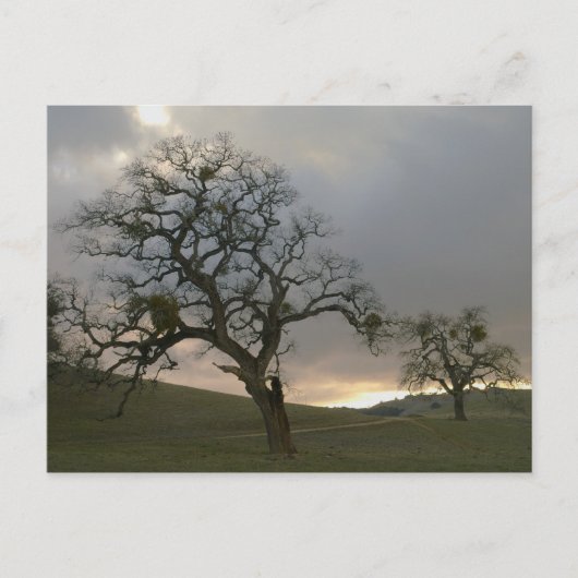 ヤドリギのある冬のオーク ポストカード (正面)