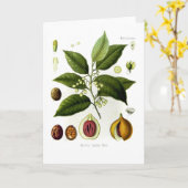 ヤドリギ（ナツメグ） カード (黄色い花)