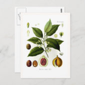 ヤドリギ（ナツメグ） ポストカード (正面/裏面)